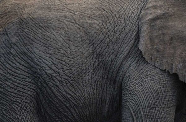Namibia, Etosha NP Textured hide of elephant